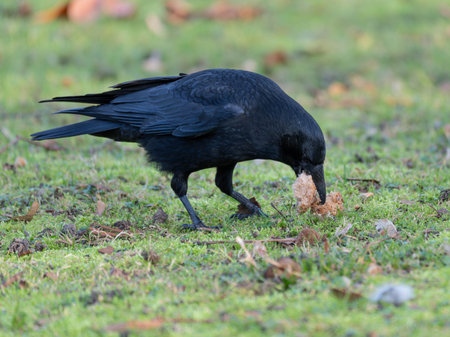 High Resolution German Raven on Grass with some bread he foundの写真素材