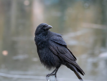 A Crow in distress can be seen on the feathers