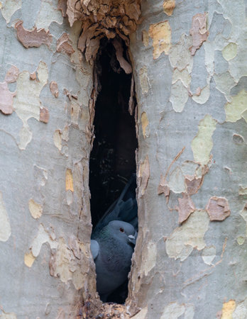 Pigeon or Dove hiding in a Tree Trunk