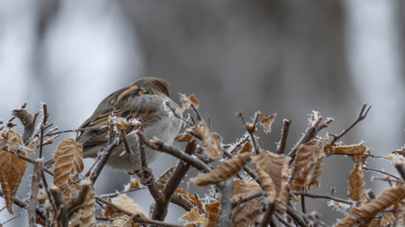 House Sparrow in the Winter resting on slightly frozen Bushes