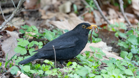 Blackbird standing on the floor with a worm - eating birdの写真素材