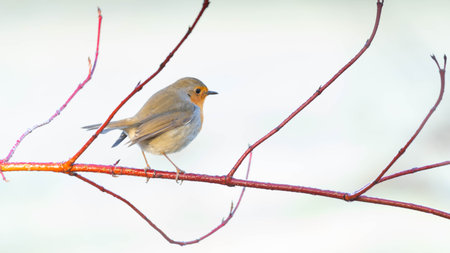 Fine Art Portrait of a Robin in front of White Background