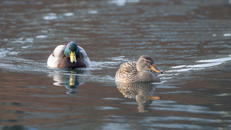 Pair of Beautiful Common Ducks on the Lake in high details - Male and Female