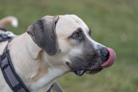 Portrait of a Beautiful Kangal Mix in High Quality with many Details - Shelter Dog Animal Rescue