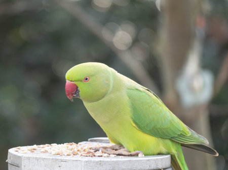 Detailed Portrait of a Ring Necked Parakeet