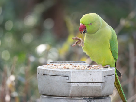 Detailed Portrait of a Ring Necked Parakeet