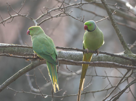 Two Ring Necked Parakeet