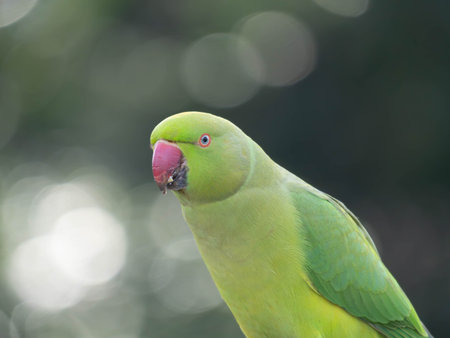 Detailed Portrait of a Ring Necked Parakeet