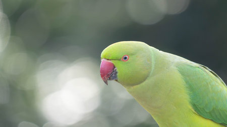 Detailed Portrait of a Ring Necked Parakeet - Invasive Species in Germany - Endemic