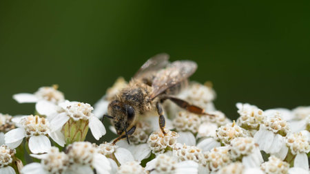 Wet Bee struggling on white Flowers
