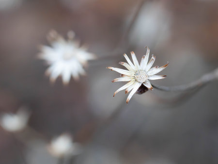 Very Clear Nature Macro of little Blooms in white and grey