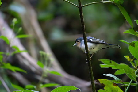 Canarian Chaffinch - Endemic Species on La Palma in natural Habitat. High quality photo