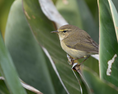 Great Portrait of a Canarian Chiffchaff with many Details. High quality photo