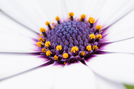 Macro of a Osteospermum ecklonis - White Daisy with great Details and Purple Highlights. High...