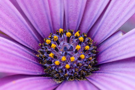 Macro of a Osteospermum ecklonis - Purple Daisy with great Details and Yellow Highlights. High quality photoの写真素材