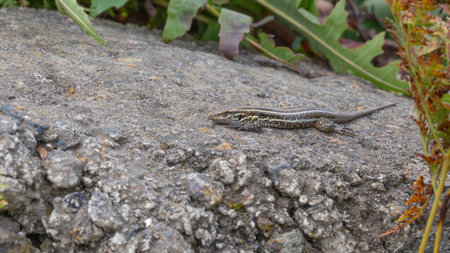 Canary Lizard resting in Rocks in te Sun - Whole Animal. High quality photo