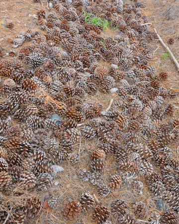 A hiking path full of Pince Cones - Volcanic Woods of La Palma. High quality photo