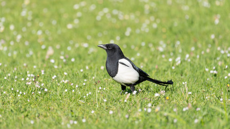 Birds of Spring - Beautiful Magpie on a green Field with Flowers High quality photo