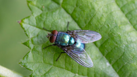 Bio Diversity - Lucilia sericata - Goldfly sitting a green leave - Macro with many details. High quality photo