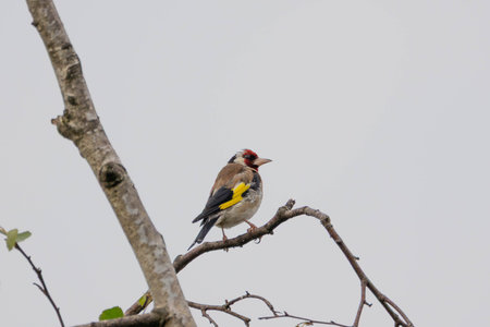 Photo of European goldfinch perched on branch showing colorful plumage and detailed portrait in natural habitat
