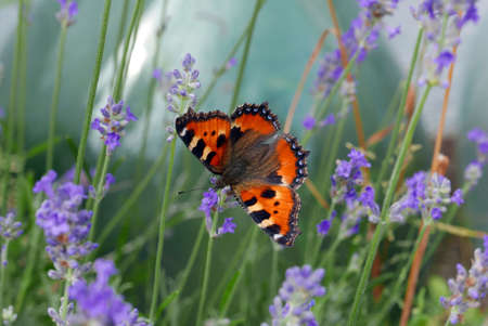 Butterfly in Lavender Plantの写真素材