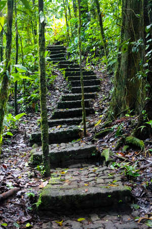 stairs on a path in a rainforest