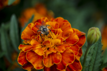 The wild bees and garden flowersの写真素材