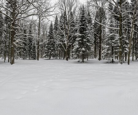 Winter in Russia. Winter coniferous forest in January. Park and a winter garden.の写真素材