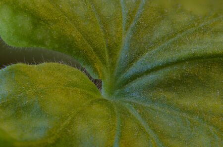 Macro photo of a leaf. Leaf green plants.の写真素材