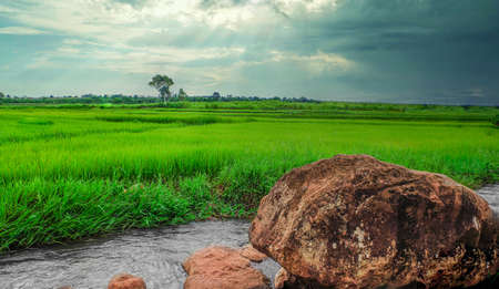 Rice field in the countryside of Thailand. Nature landscape background.の写真素材