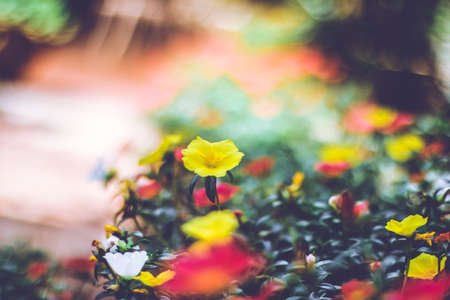 Portulaca oleracea flower in the garden. Selective focus.の写真素材