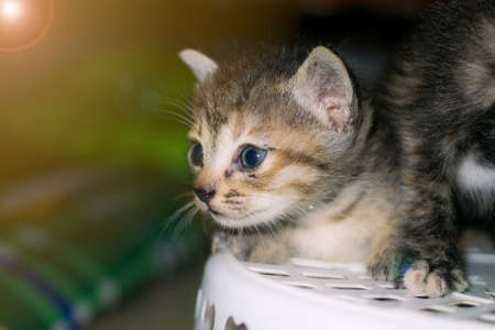 Cute little kitten in a white plastic basket. Selective focus.の写真素材
