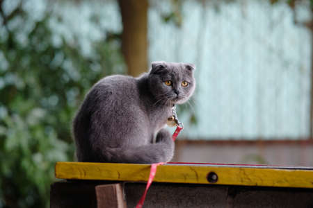 Portrait of a gray scottish fold cat sitting on a fenceの写真素材