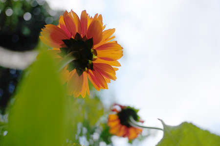 under the flowerの写真素材