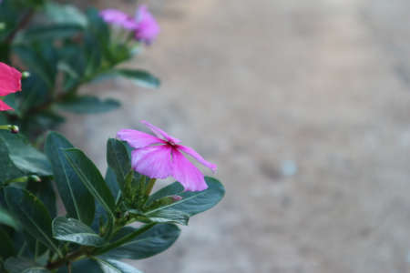 Pink Periwinkle Flowers Blooming in The Garden, Blurred Backgroundの写真素材