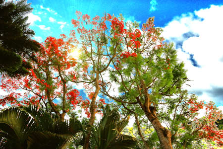 Flamboyant tree with red flowers and blue sky background.の写真素材