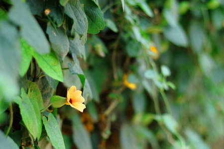 Beautiful orange flower with green leaf background in garden. Natural floral background.の写真素材