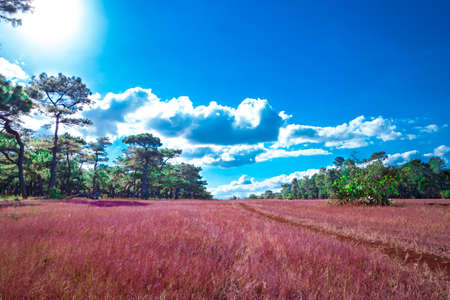 Beautiful meadow in the countryside of Thailand, natural background.の写真素材