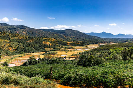 view from mountain down to rice fieldsの写真素材