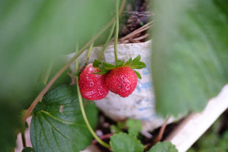 two strawberry waiting to be harvestedの写真素材