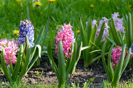 Fresh early spring purple and pink hyacinth bulbs, grown in Land (garden), gladiolus and hyacinth. Flowerbed with hyacinths. Spring Soilの写真素材