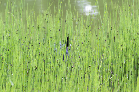 Thickets of horsetail in the pondの写真素材