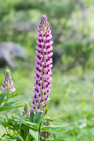 Pink lupine closeup on the bedの写真素材