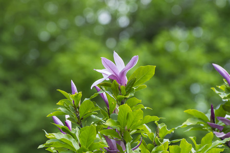 branch of a blossoming Magnoliaの写真素材