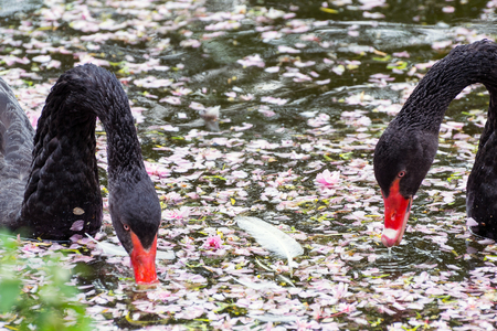 Two black swans feeding in the pondの写真素材