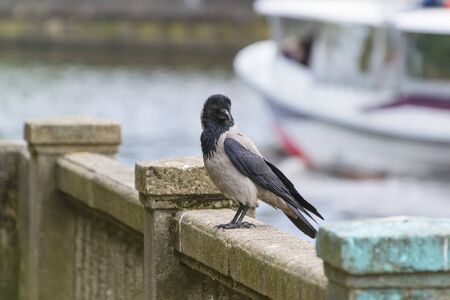 crow sits on the parapetの写真素材