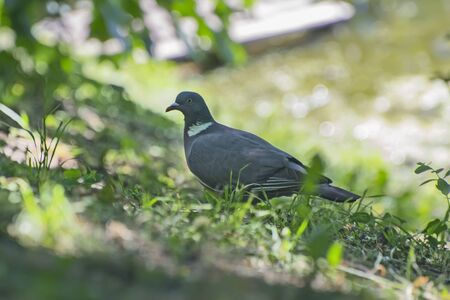 Forest pigeon - sits on the grassの写真素材