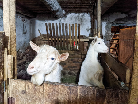 Two white goats leaned out from behind the fence in the barn on a small village farmの写真素材