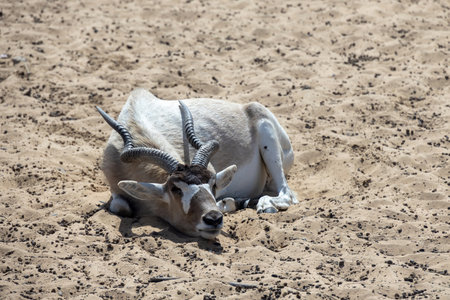 A resting antelope lying on sandy ground, showcasing its curved horns and light-colored fur. The animal appears calm and relaxed in a natural desert environment.の写真素材