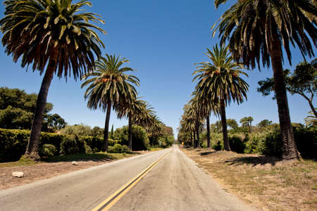 Palm road in Santa Barbaraの写真素材